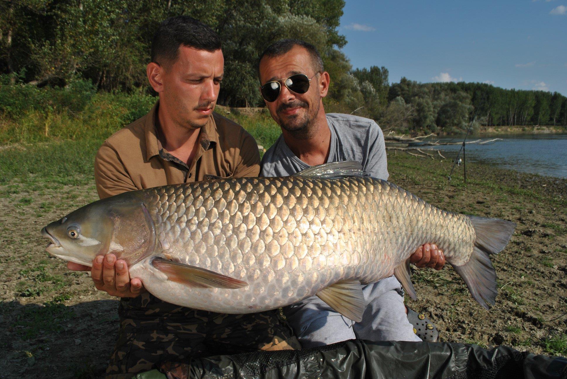 Tehnica pentru amur salbatic pe Dunare.